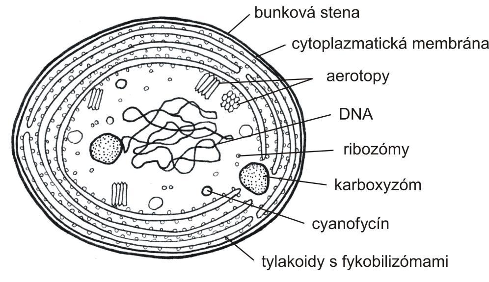 Základnou stavebnou jednotkou cyanobaktérií (siníc) je prokaryotická bunka, v ktorej absentuje väčšina membránových organel v porovnaní s bunkou eukaryotickou.