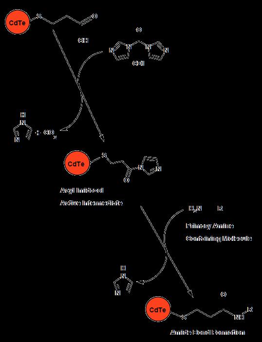 Konjugace kvantové tečky s protilátkou N, N -carbonyldiimidazol (CDI): karboxylová skupina MPA