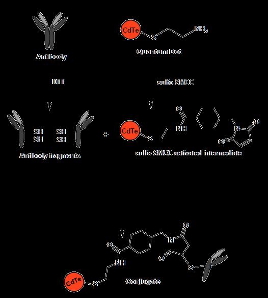 Konjugace kvantové tečky s protilátkou Sulfosuccinimidyl -4-(N-maleinimidomethyl) -cyklohexane-1-carboxylate