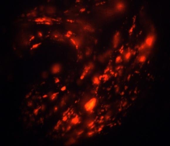 Luminescence Intensity at 610 nm [a.u.] Kapilární