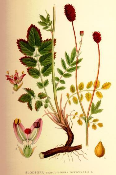 Krvavec toten - Sanguisorba officinalis Bylina, až 1 m, mírné