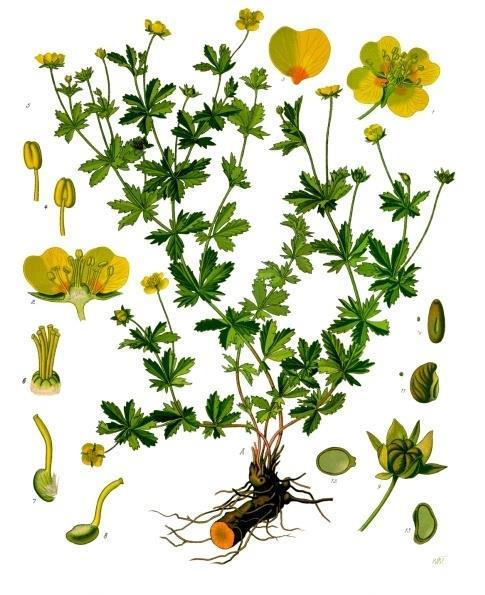 Mochna nátržník - Potentilla erecta Vytrvalá bylina, v Evropě široce