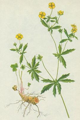 Mochna nátržník - Potentilla erecta Klinické Žádná toxicita 10