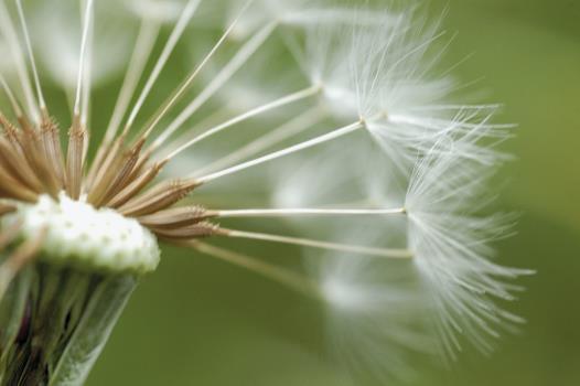 Smetanka lékařská - Taraxacum
