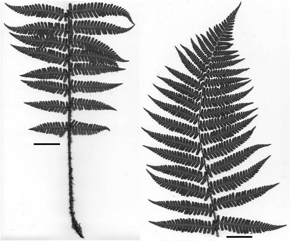 1980. Dryopteris affinis subsp. stilluppensis (Sabr.) Fraser-Jenk. Willdenowia 10: 112, 1980. Dryopteris paleacea auct. p. p. Exsikáty: Extra fines: Fl. Exs. Distri. Bacov., no 502 (ut D. filix-mas).