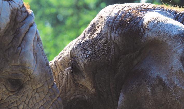 Sloni, damani a hrabáč Gabriela Linhart K zoo neodmyslitelně patří chov slonů. V naší zoo máme dvě samice a jednoho samce.