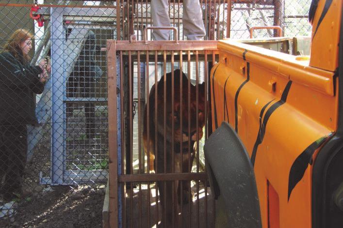 Králové do nové polské ZOO PABICH, dvou šimpanzích samic ze ZOO Valencie ve Španělsku do ZOO Veszprém v Maďarsku, čtyř kočkodanů bělovousých ze ZOO Rotterdam v Holandsku do Dvora Králové, kozorožce