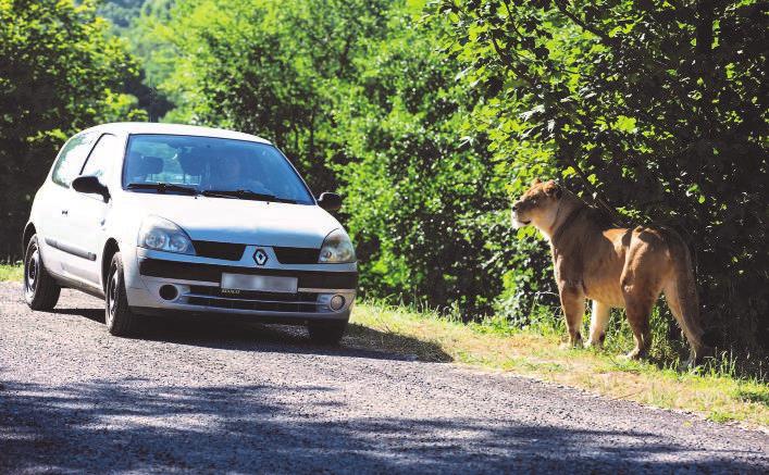 skupinu. Zpočátku se jevilo, že spolu zvířata vydrží, ale po 10 dnech vzájemného soužití došlo k roztržce a od tohoto okamžiku se je již nepodařilo spojit.