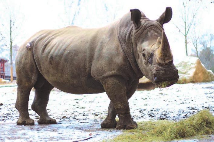 Příjezd Pamira, samce nosorožce tuponosého