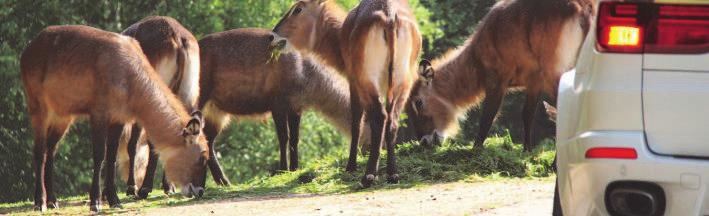 Zahraniční cesty Hana Dvořáková Do Afrického safari mohou návštěvníci zajíždět vlastním vozem.
