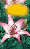 Liliom Lilie Lily Ľalia Lilie Liliom Lilie Lily 0 cm X.