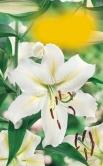 Lilie Liliom Lilie Lily Ľalia Lilie Liliom Lilie Lily V.