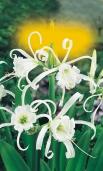 Sásliliom Taglilie Day Lily Funkie (do skupinových