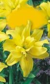 Hemerocallis hybridum 6/8 6žl 6/ V.