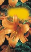 Liliom Lilie Lily Ľalia Lilie Liliom Lilie Lily Ľalia Lilie