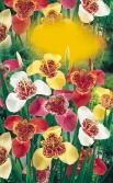 pavonia Zantedeschia aethiopica Zantedeschia elliottiana