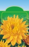 tuberhybrida VE