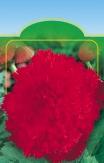 Dahlia H 065or 0570fi HLÍZNATÁ ROSTLNA A 0 cm H H V.-V.