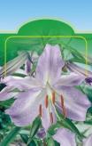 Gladiole Gladiolus H 980xx s 7kM X 0/ cm F 0/ cm s O 7kD E L V.-X.