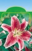 -X.  Gladiolus 68ãe 0/ cm T 0/ cm H JE  Gladiolus s 7kS S C A 7ks 0/