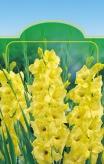 Gladiolus 60fÏ 5ks 0/ 60fž T s S 5kR S E U P 580fi 5ks 8/0 580fi E H