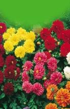 number of bulbs (tubers) of one species in different colors at a bargain price. The capper size is 6 x,.