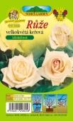 wielkokwiatowa krzewiasta /