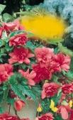 Begonia Begónia Begonia Gumós begónia Begonie Begonia V.-X. V.-V.