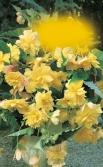 -X. Begonia pendula V.-V.