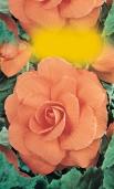 0 cm Begonia pendula 0 cm Begonia pendula 0 cm Begonia crispa