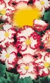 Begónia Begonia Gumós begónia Begonie Begonia Begónia Begonia