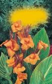 008Ïl 008žl Canna brownleaves Canna greenleaves Dosna (do