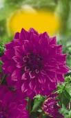 Gardenie linie /