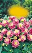 The series Gardenie 05fb