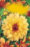 0-0 cm Rembrandt V.-X.