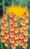 V.-X. Gardenie linie /