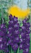 cm 8 Gladiolus nanus