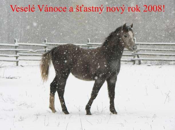 Číslo 5, ročník II, prosinec 2007, zpravodaj Svazu chovatelů pony, www.welsh-cz.info Hříbě Welsh Pony (sekce B), foto A.v.V.