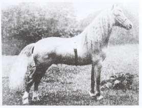 Otec Glyndwra hřebec Revolt Dochovalo se několik krátkých hodnocení Revolta od lidí, kteří ho zažili.