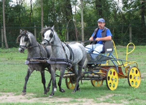 KONĚ V AKCI Pardubice 7.-9.