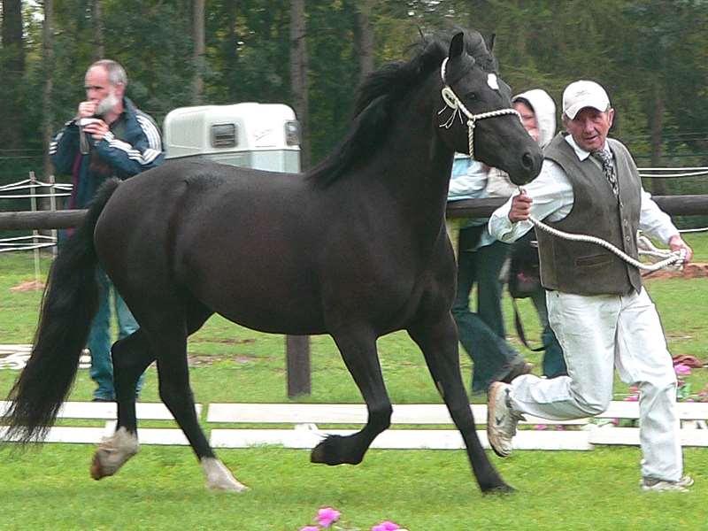 ŠAMPIONÁT KLISEN WELSH PONY & COB Pardubice 8. září 2007 Vítězná klisna Šampionátu klisen 2007: Tremona Rosina Mon (D), nar.