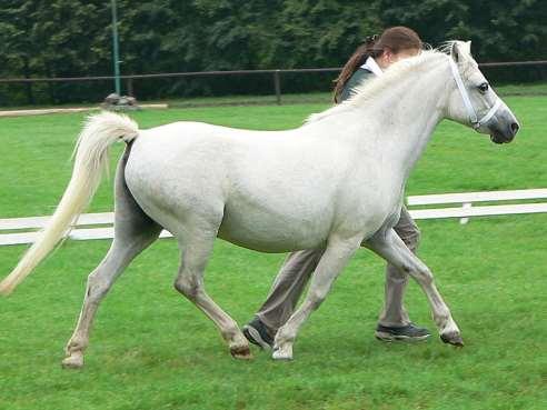 1994, bělka, po Wilgenhaar s Chopin (po Vechtzicht s Harmony) ze Singel s Morninglight (po Rondeels Matheus), chovatel D.J.