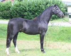 NOVÝ HŘEBEC WELSH PONY PRO INSEMINAČNÍ STANICI ERC s.r.o.