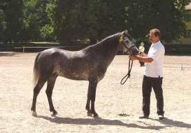 NÁRODNÍ ŠAMPIONÁT A LICENTACE HŘEBCŮ WELSH PONY & COB 2007 Národní hřebčín