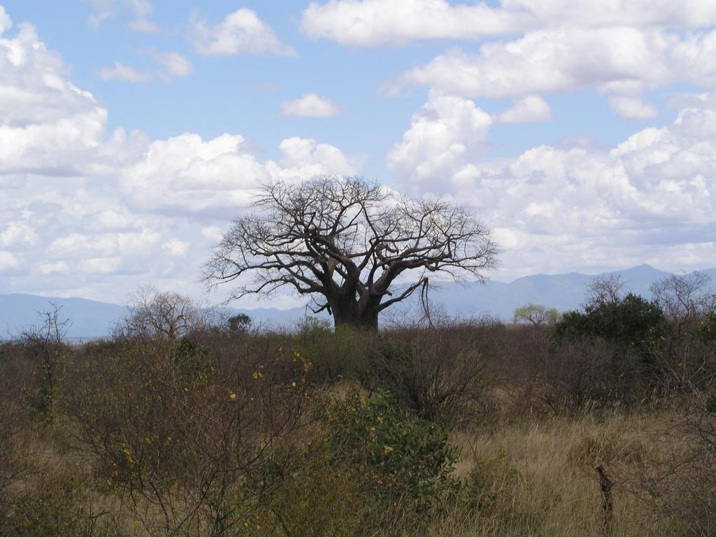 Adansonia