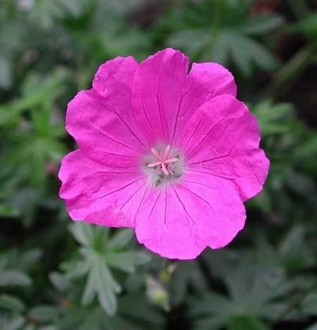 Geranium