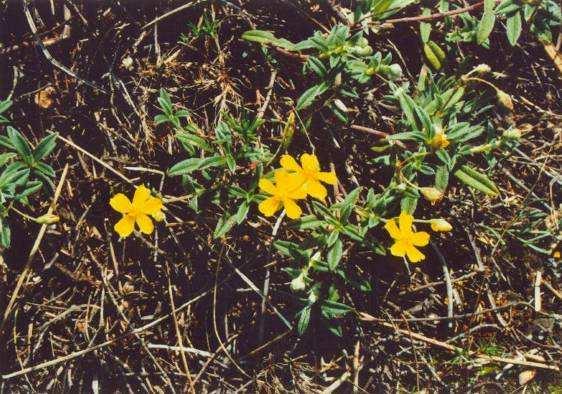 , 2005) A1 Geranium lucidum (kakost lesklý) Helianthemum rupifragum