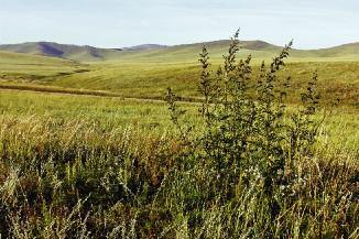 29 Mongolská step. Typickou rostlinou stepí jsou pelyňky, kterých zde rostou desítky různých druhů.