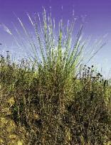 Na některých místech se vyskytuje i vzácný panonský endemit pelyněk Pančićův (Artemisia pancicii).