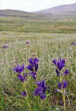 33 Ukázka extenzivního zemědělského obhospodařování stepí v Mongolsku. Pěstovány jsou především obilniny, které dobře snáší klimatické podmínky stepí, konec konců obilniny jsou také jenom trávy.